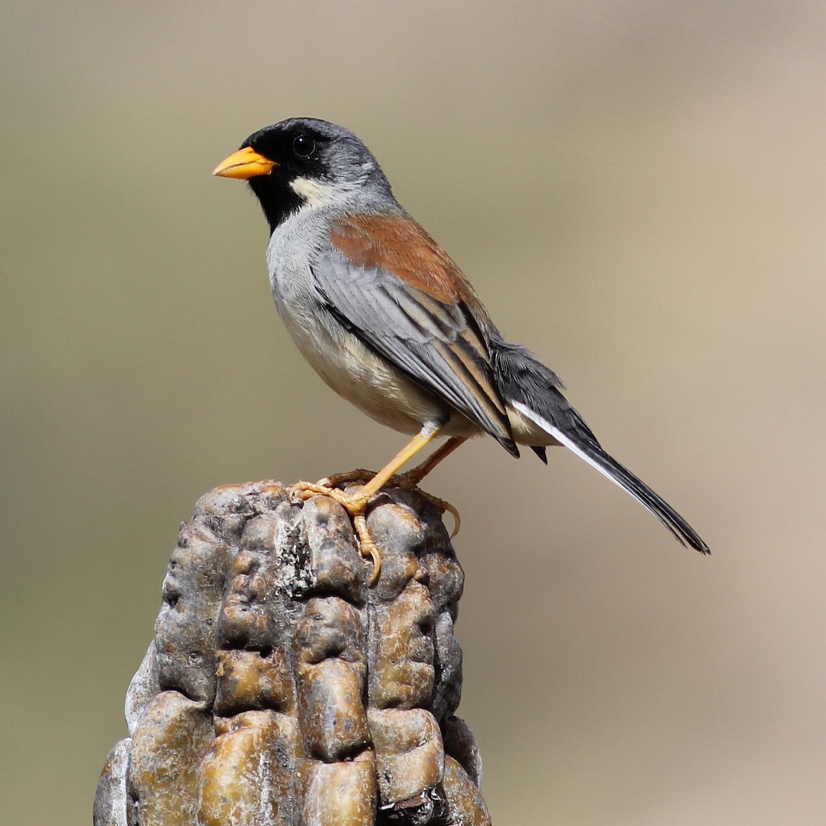 Buff-bridled Inca-Finch - ML37465781