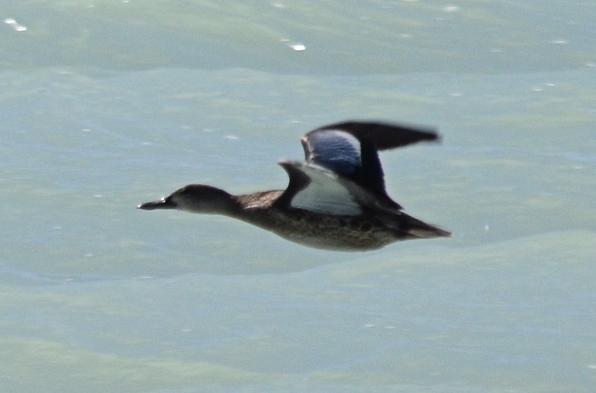 Blue-winged Teal - ML37465811