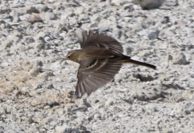 Pipit d'Amérique - ML37465871