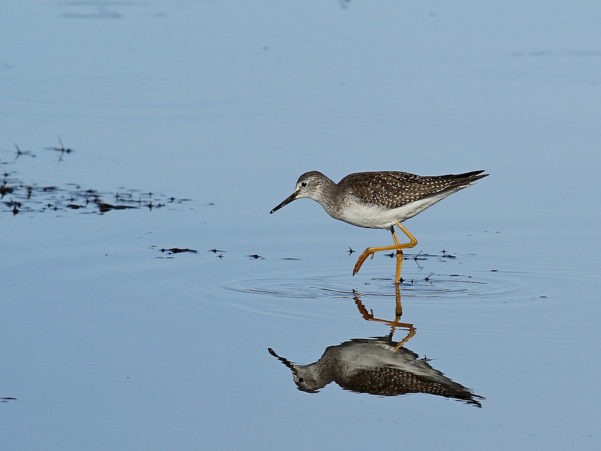 Lesser Yellowlegs - ML37466001