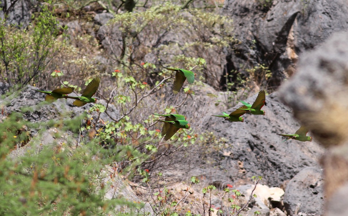 Cordilleran Parakeet - ML37466011