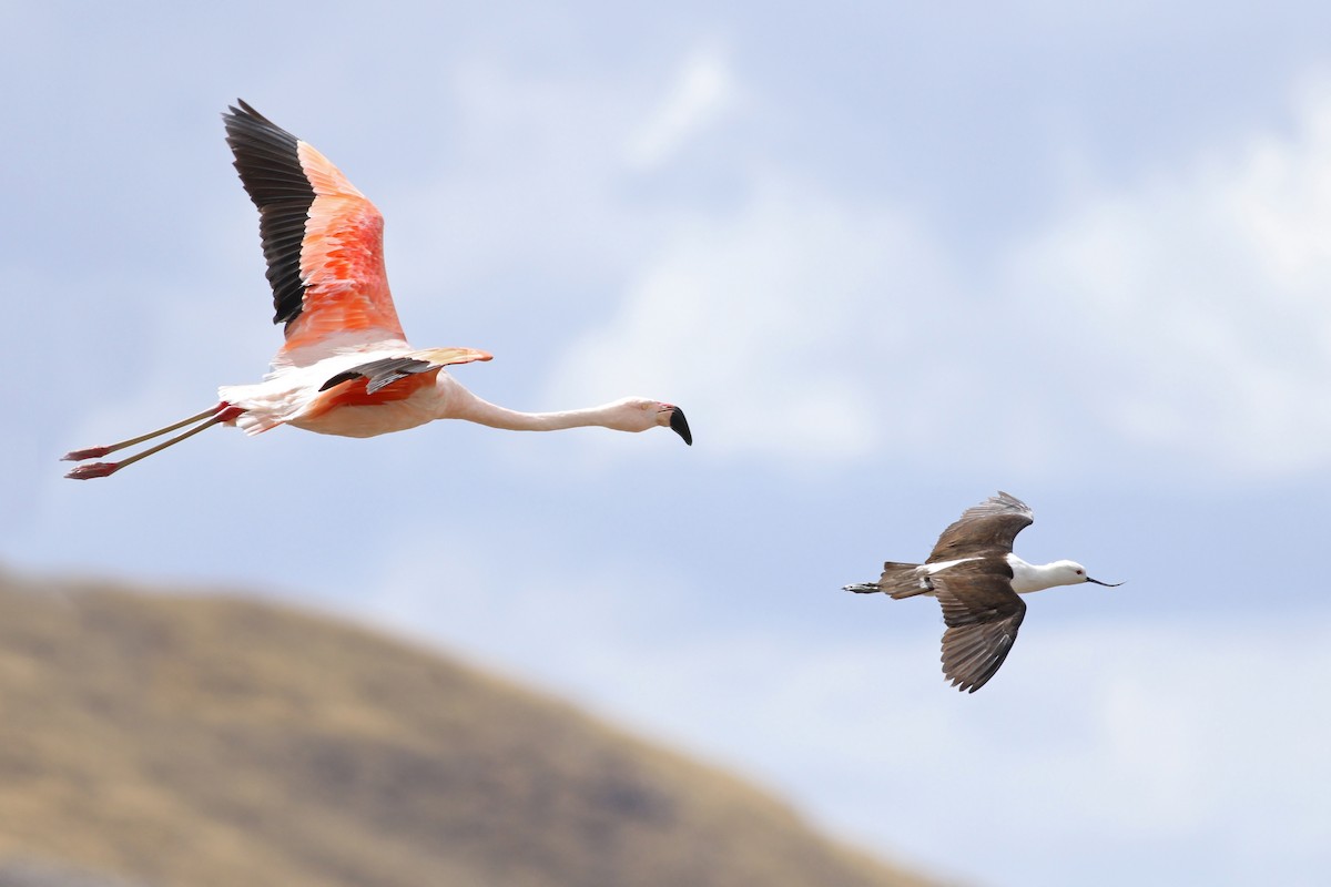 Avocette des Andes - ML374661551