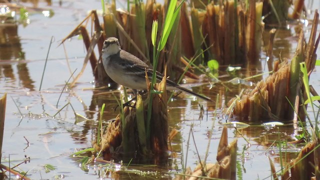 Citrine Wagtail - ML374661851