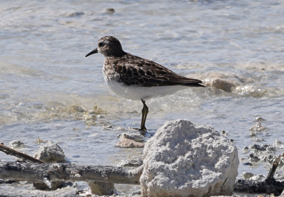 Least Sandpiper - ML37466231