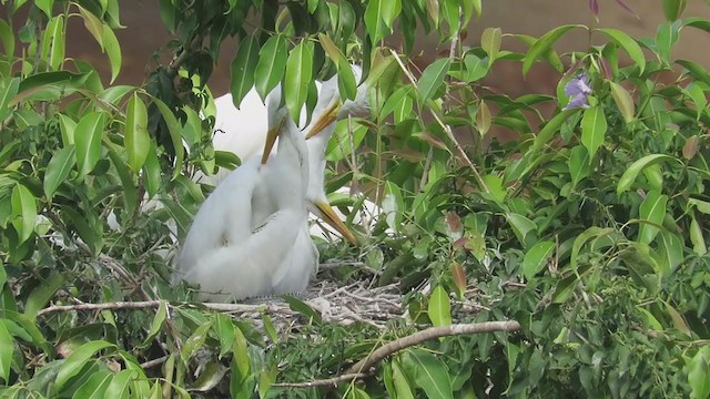 Great Egret (American) - ML374663201