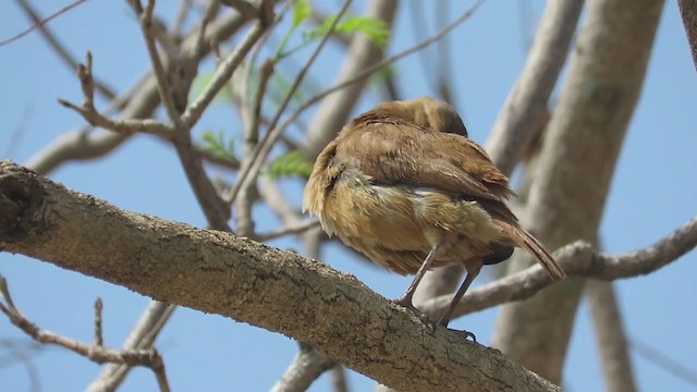 Hornero Común - ML374663261