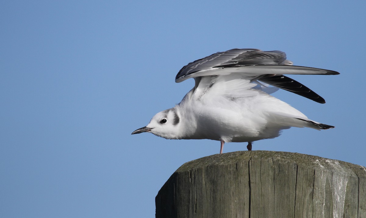 Mouette de Bonaparte - ML37466511