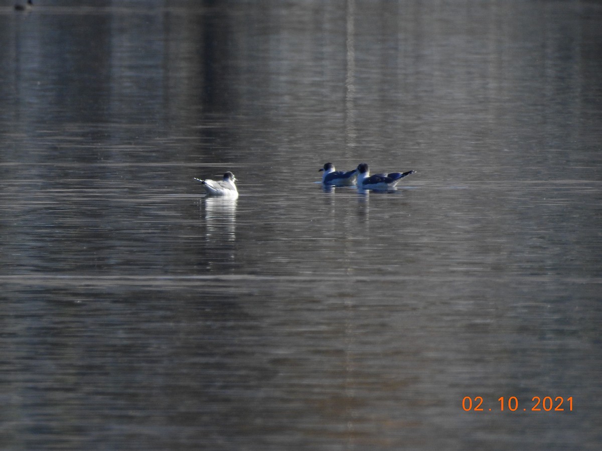 Franklin's Gull - ML374665851