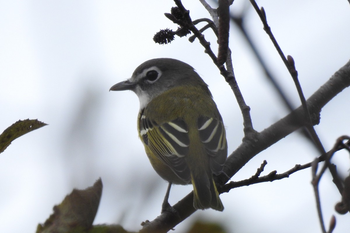 Blue-headed Vireo - ML374667761