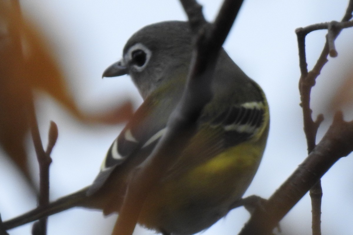 Blue-headed Vireo - ML374667771