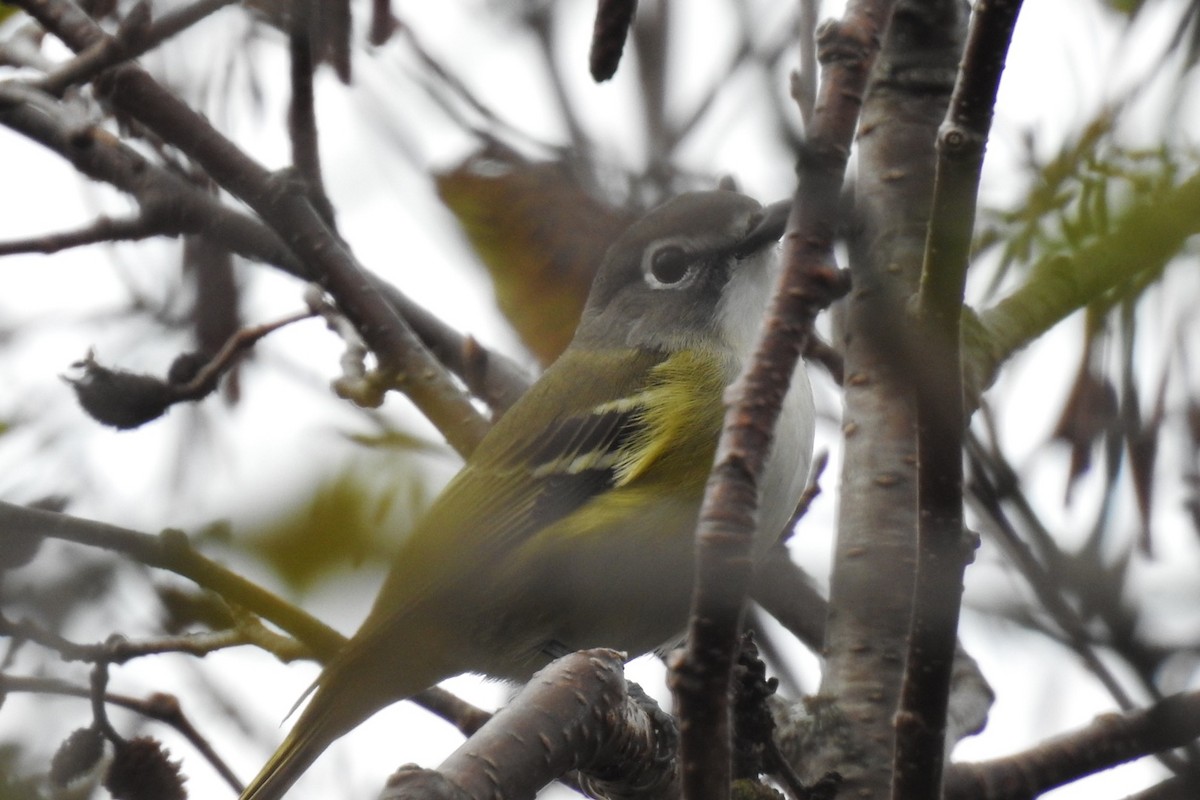 Blue-headed Vireo - ML374667781