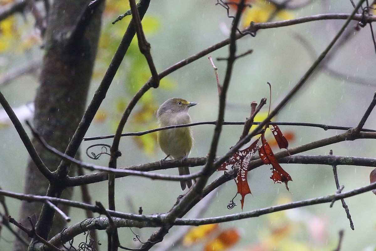 White-eyed Vireo - Jelmer Poelstra