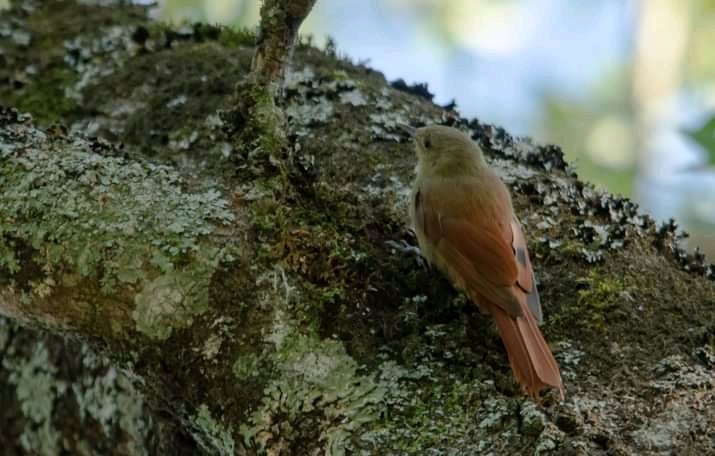 Olivaceous Woodcreeper - ML374674961