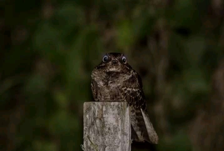 Little Nightjar - ML374675701