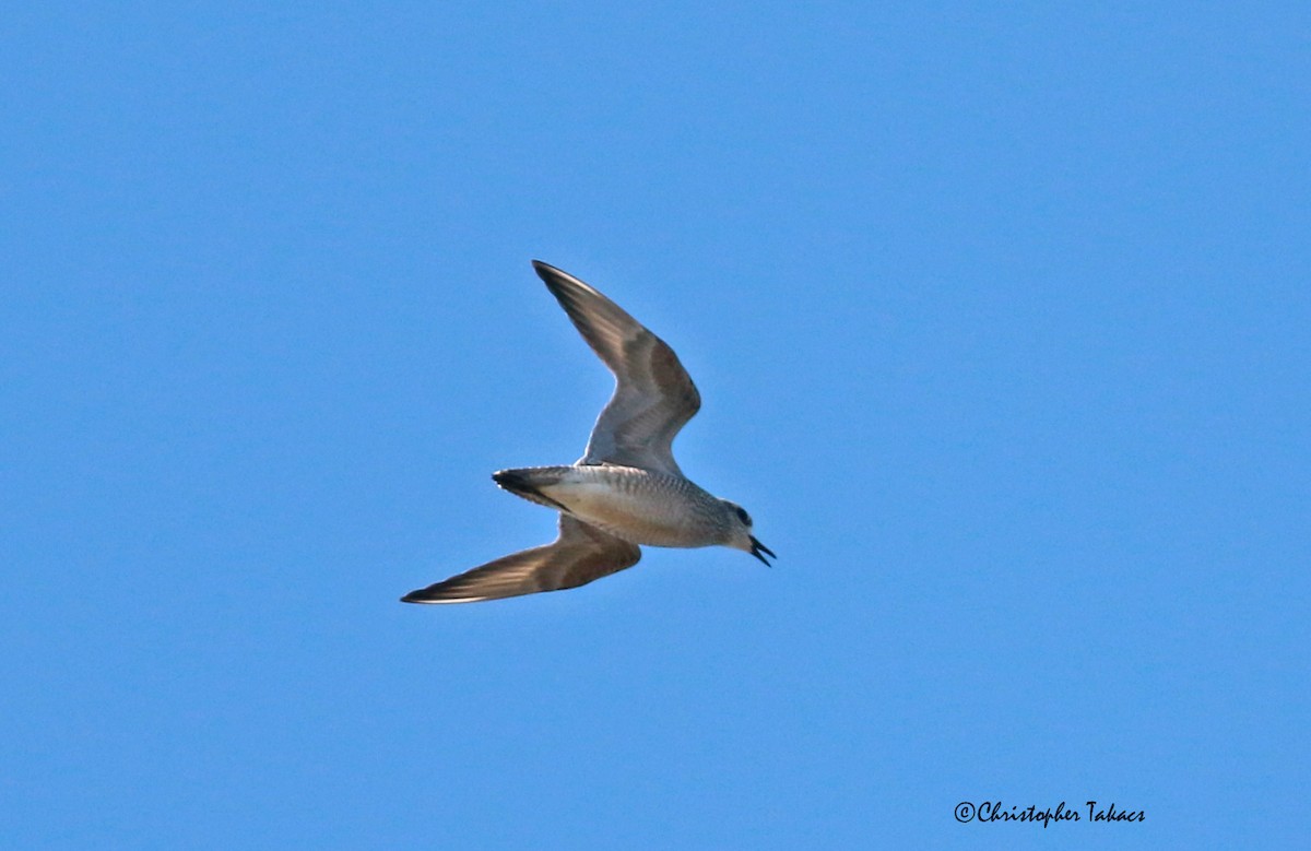 American Golden-Plover - ML374675991