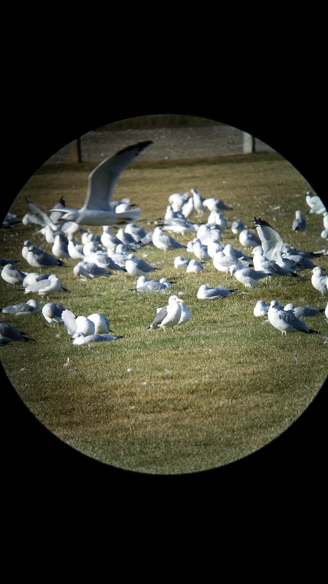 Lesser Black-backed Gull - ML37467751