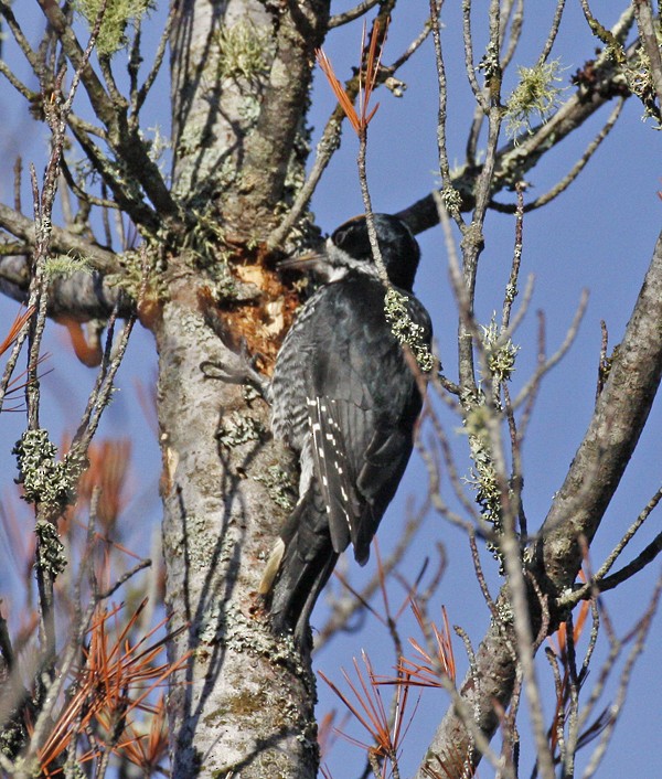 Black-backed Woodpecker - Bruce M. Di Labio