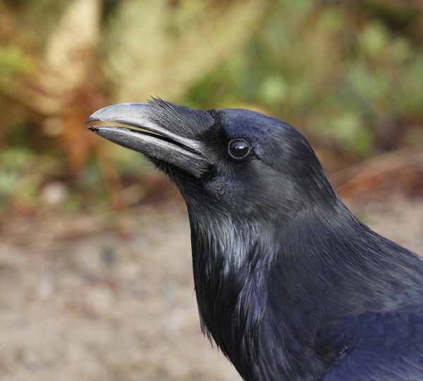 Common Raven - ML374678221