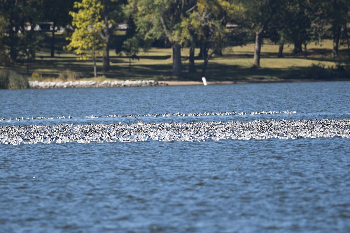 Franklin's Gull - ML374679271