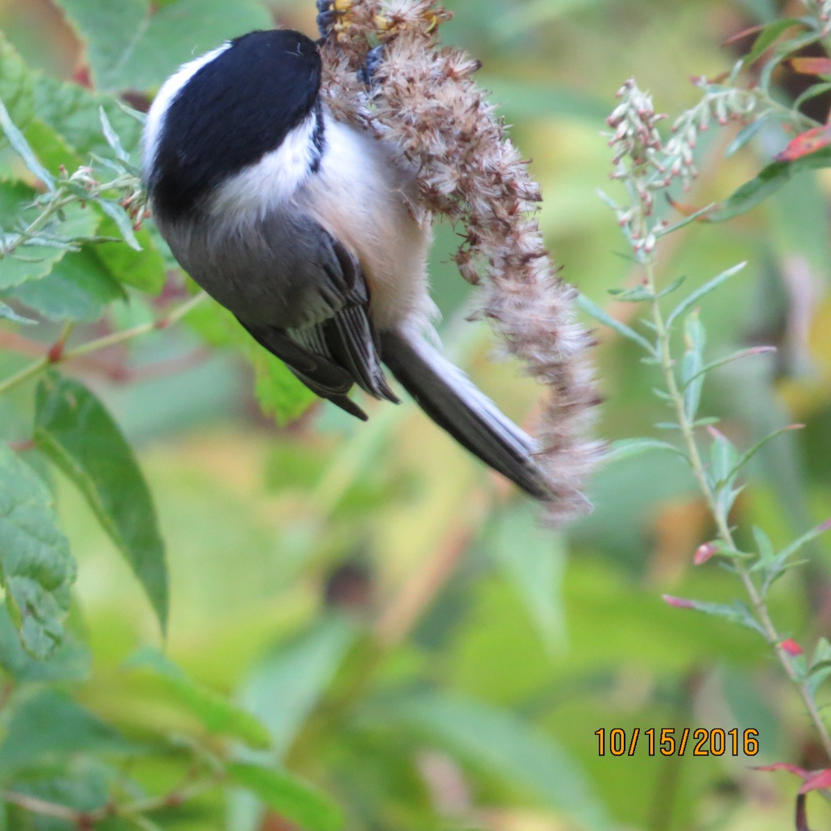 Black-capped Chickadee - ML37468081