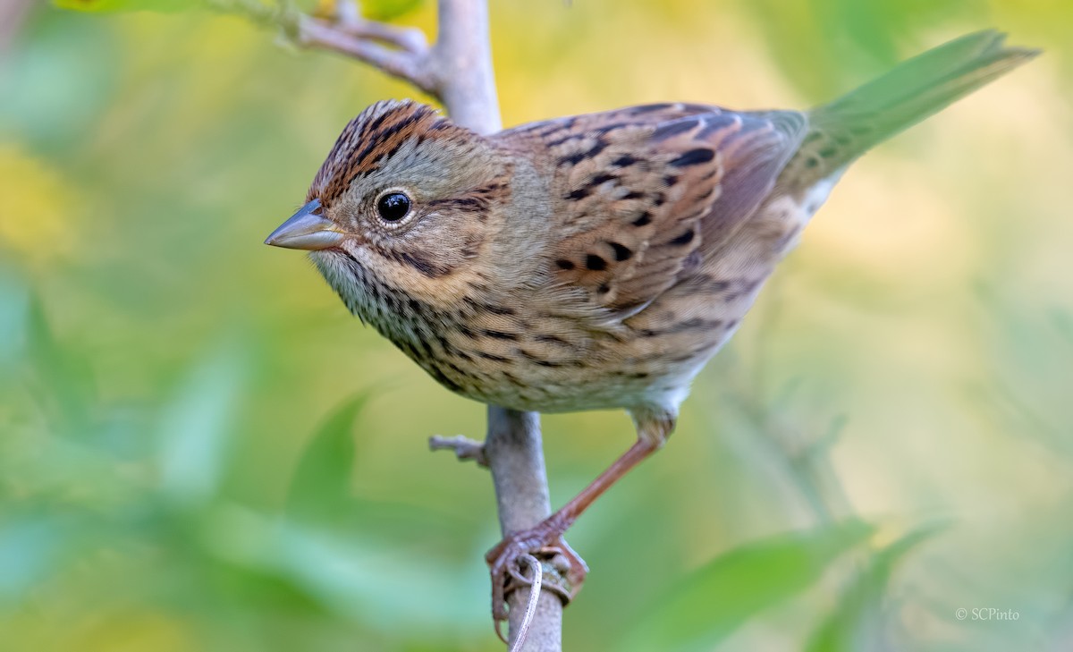 Lincoln's Sparrow - ML374682151