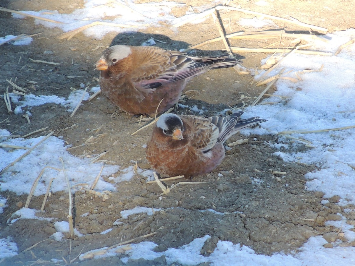 Gray-crowned Rosy-Finch (Gray-crowned) - W. Michaelis