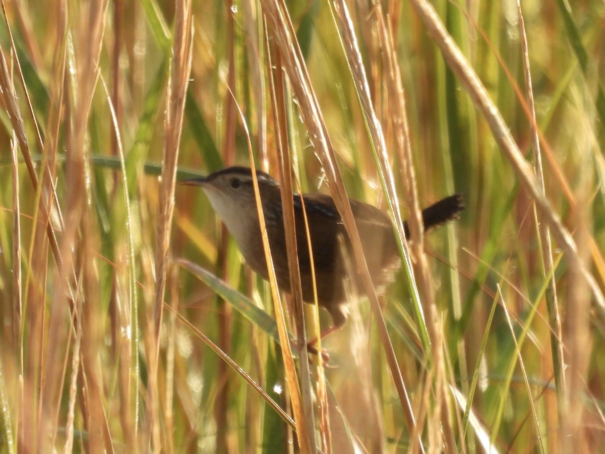 Marsh Wren - ML374684191