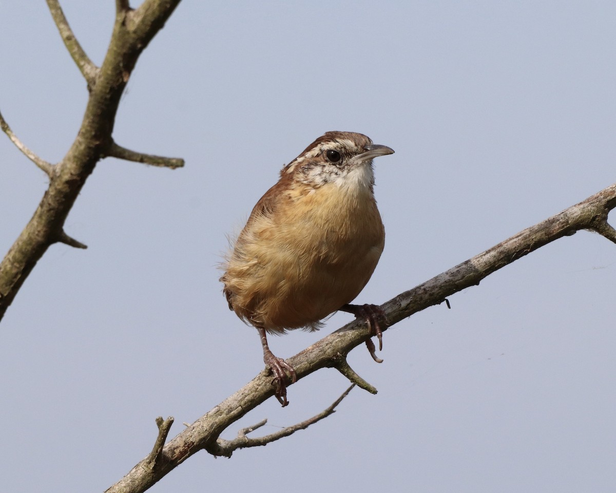 Carolina Wren - ML374684801