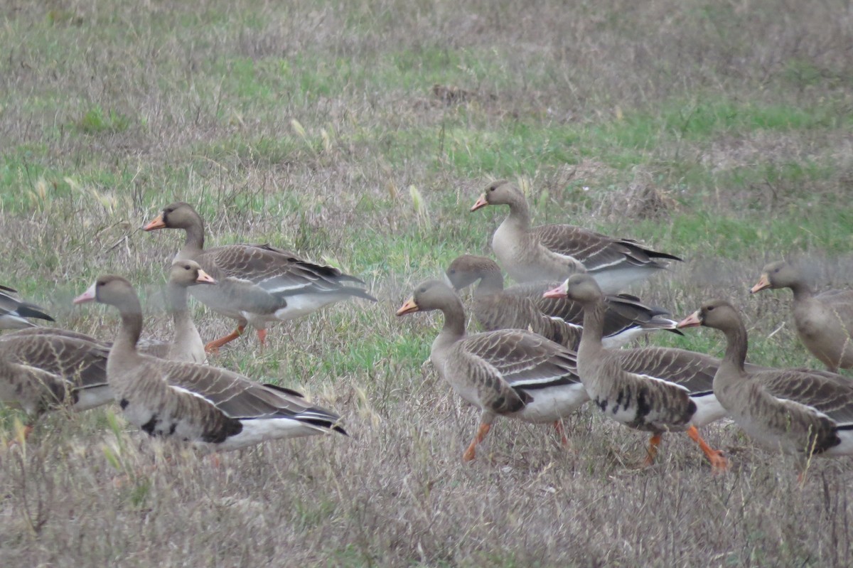 Greater White-fronted Goose - ML37468491