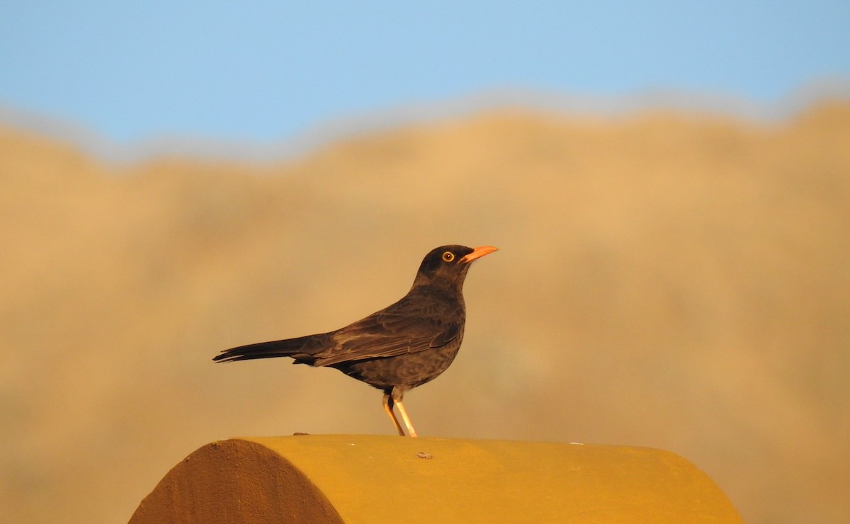 Chiguanco Thrush - ML37468521