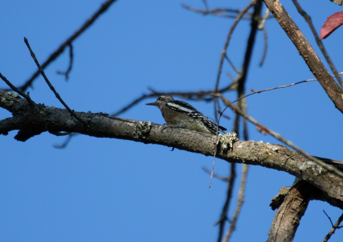 Yellow-bellied Sapsucker - ML374685541