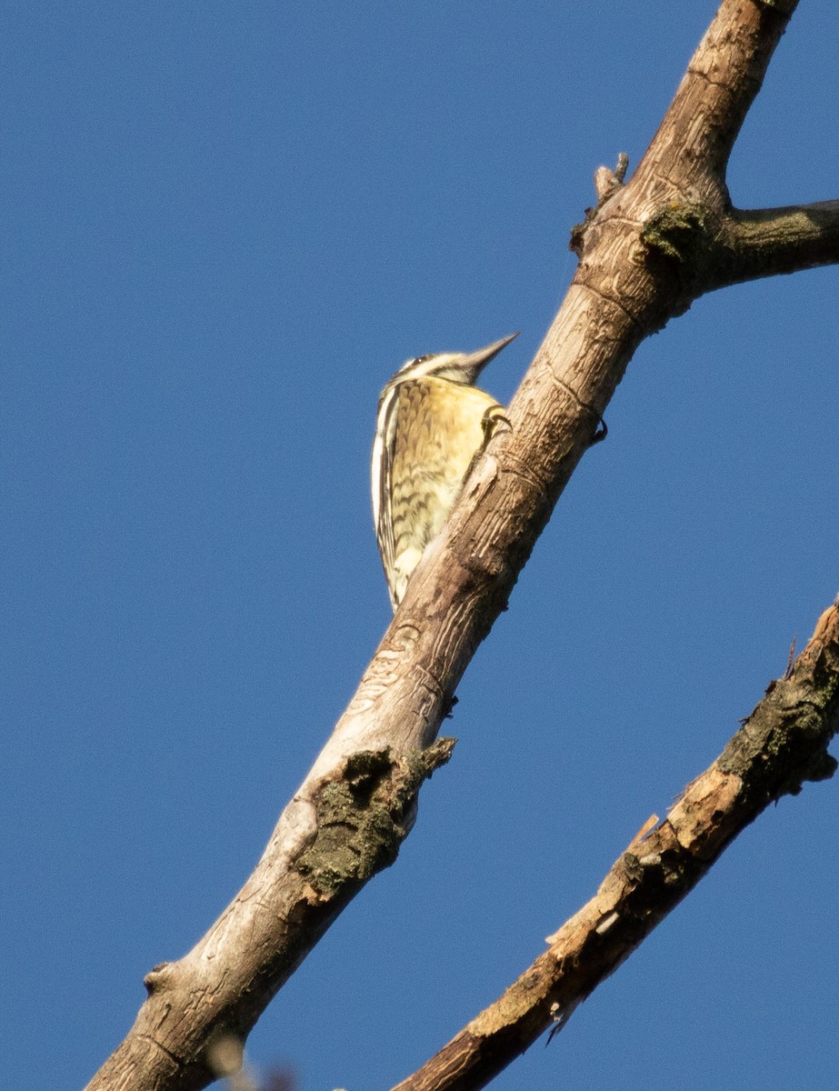 Yellow-bellied Sapsucker - ML374685561