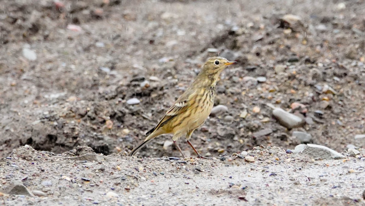 American Pipit - Gale VerHague