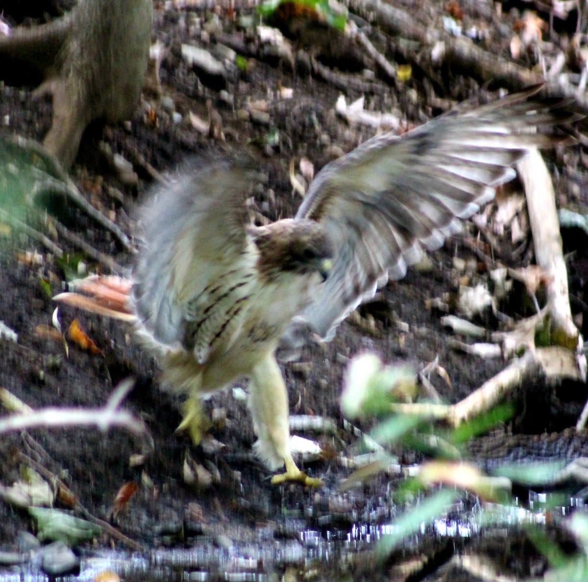 Red-tailed Hawk - ML374688091