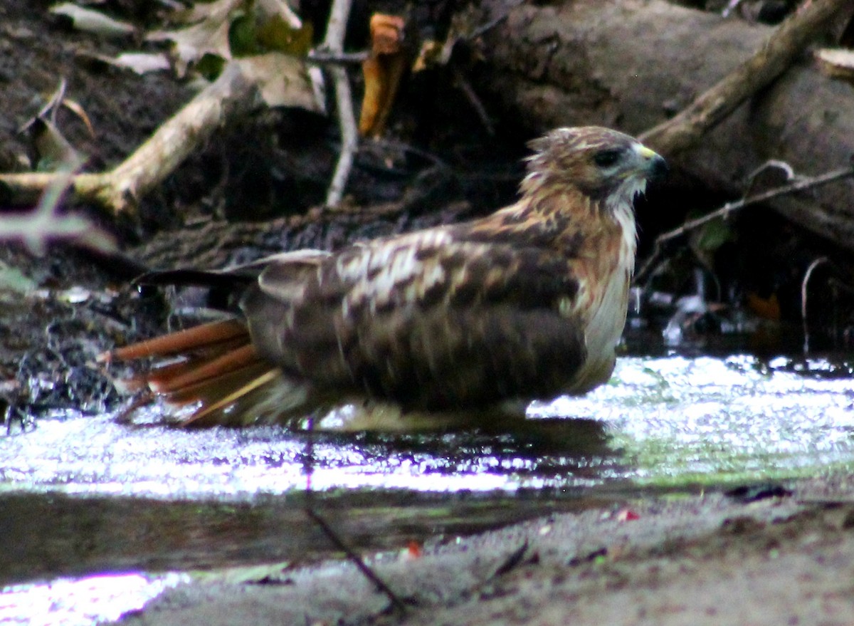 Red-tailed Hawk - Michael Fein