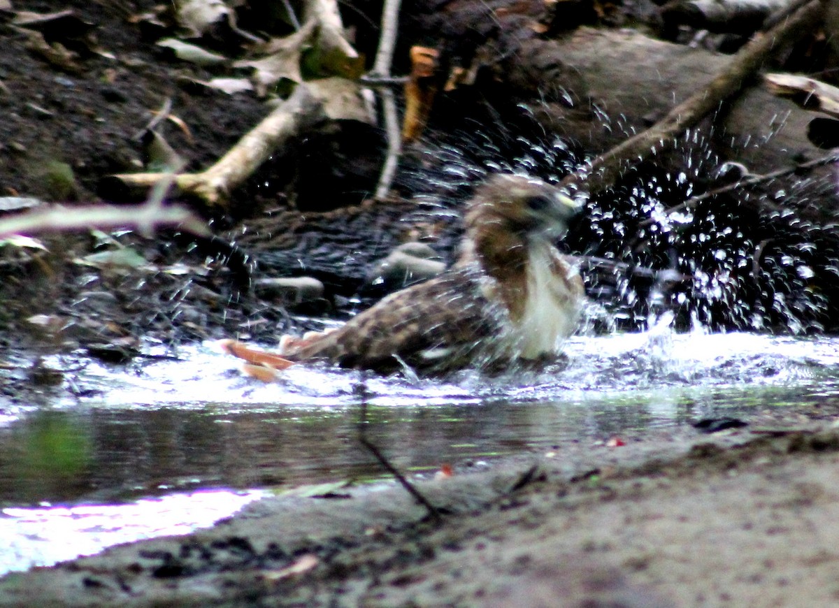 Red-tailed Hawk - ML374688321