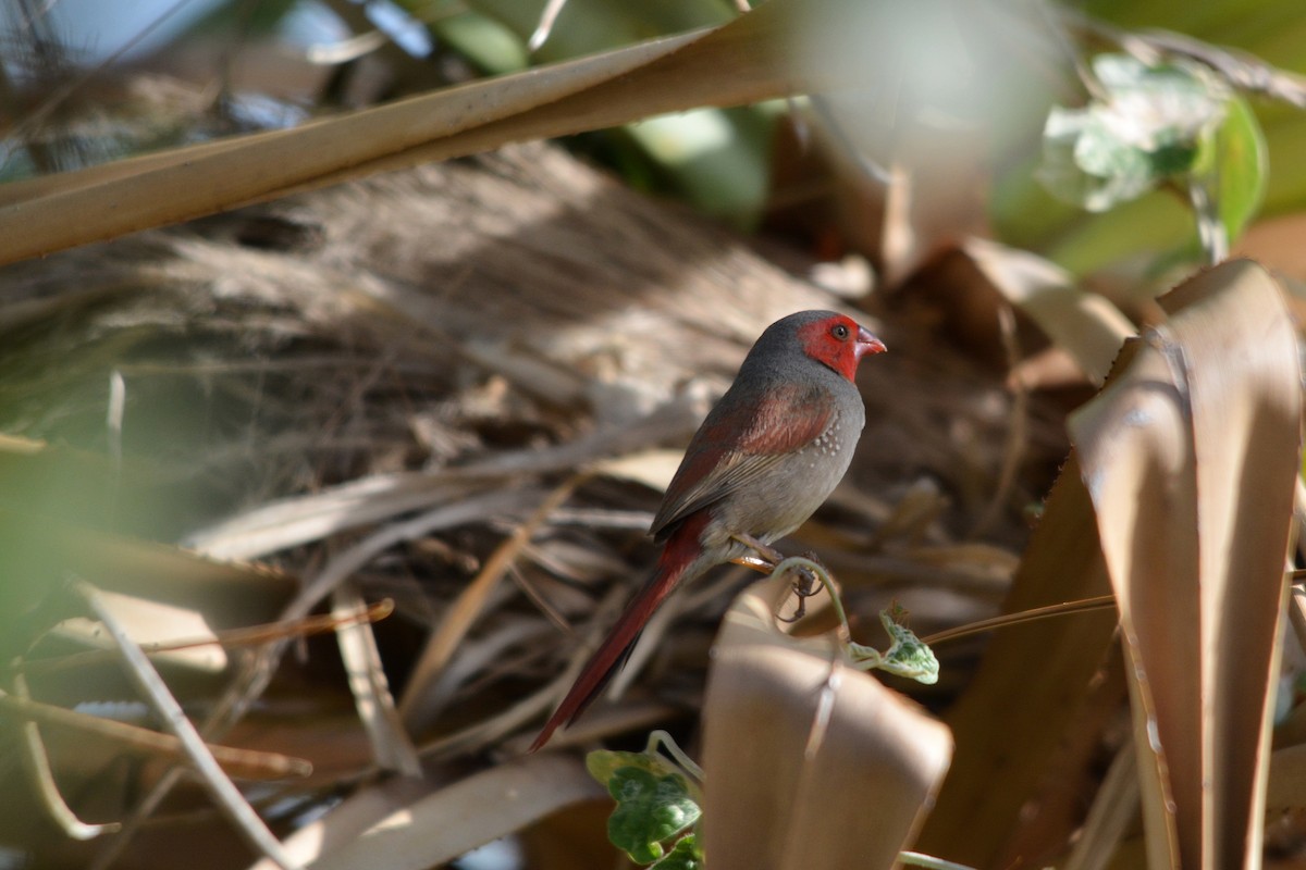 Crimson Finch - ML37468871