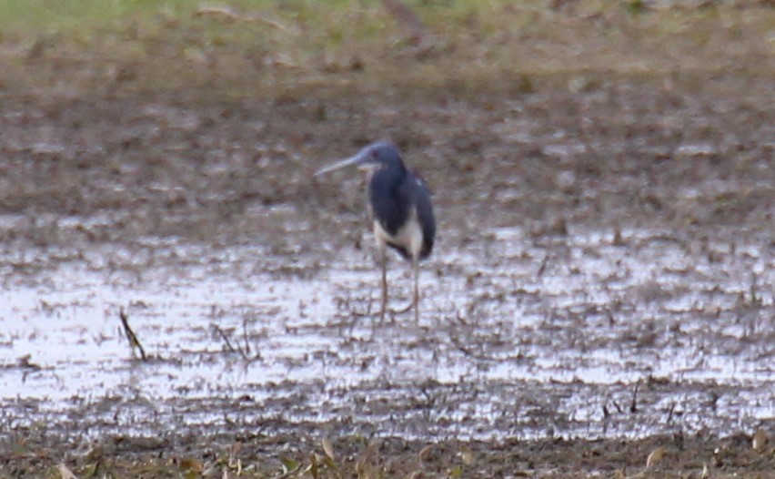 Tricolored Heron - ML374689511