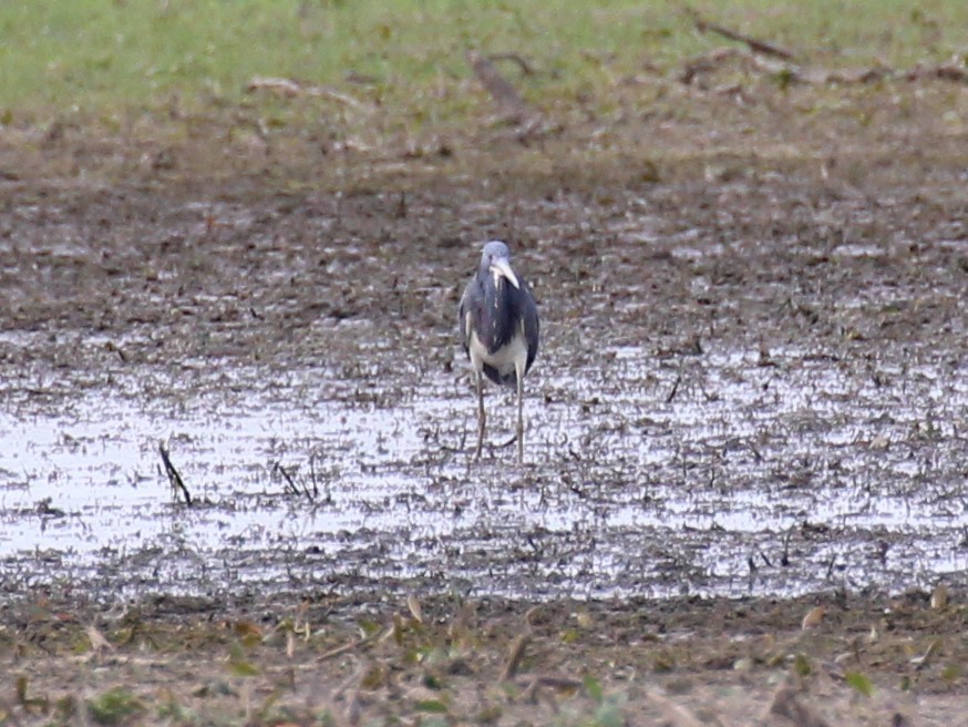 Tricolored Heron - ML374689521