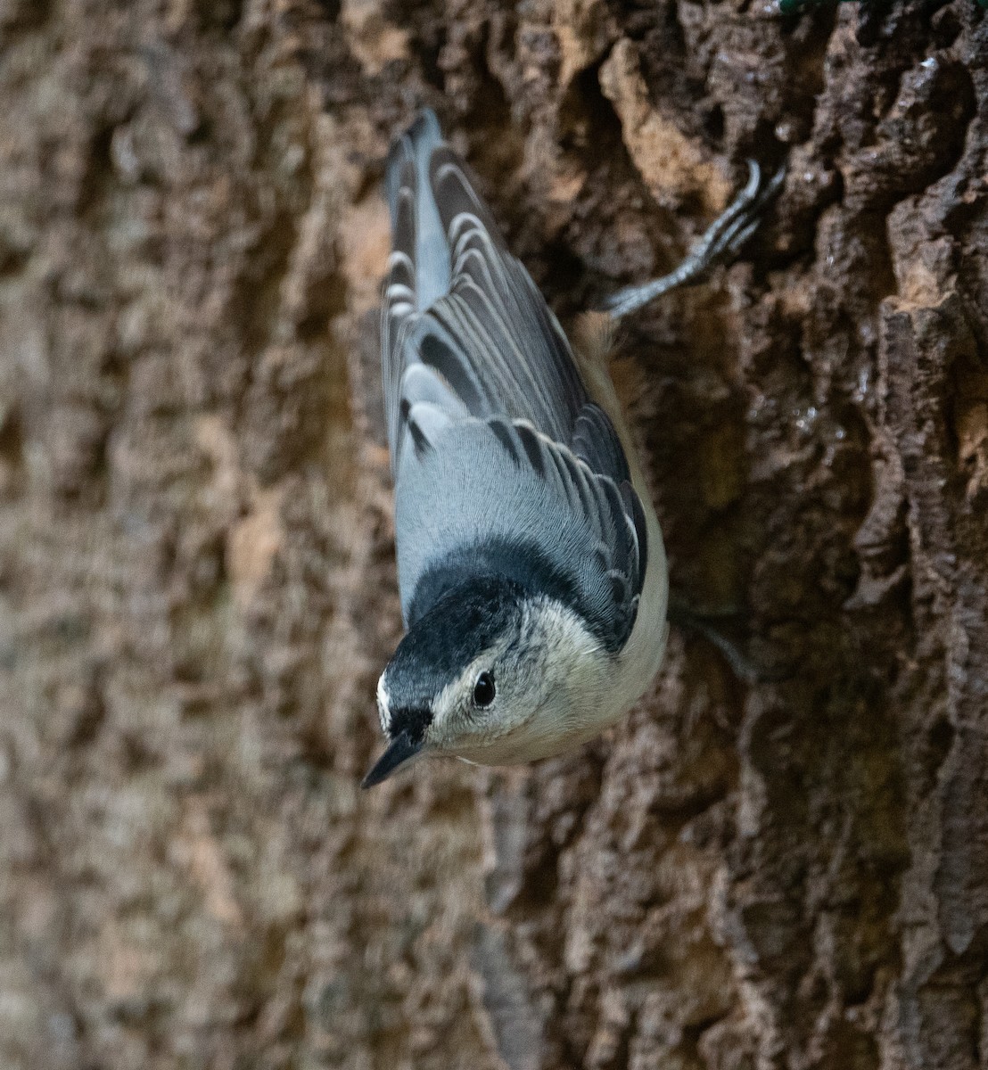 White-breasted Nuthatch - ML374690871