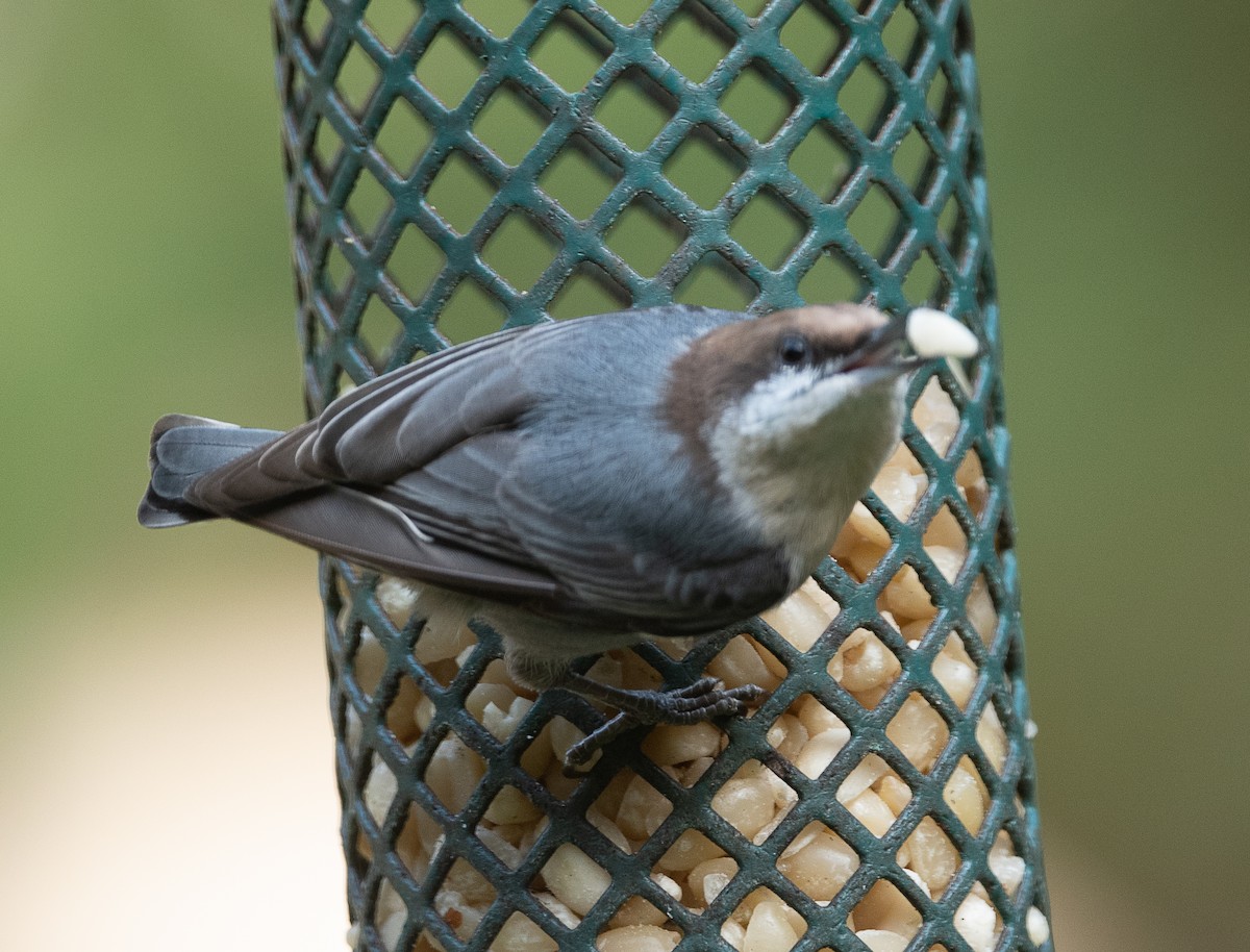Brown-headed Nuthatch - ML374691091