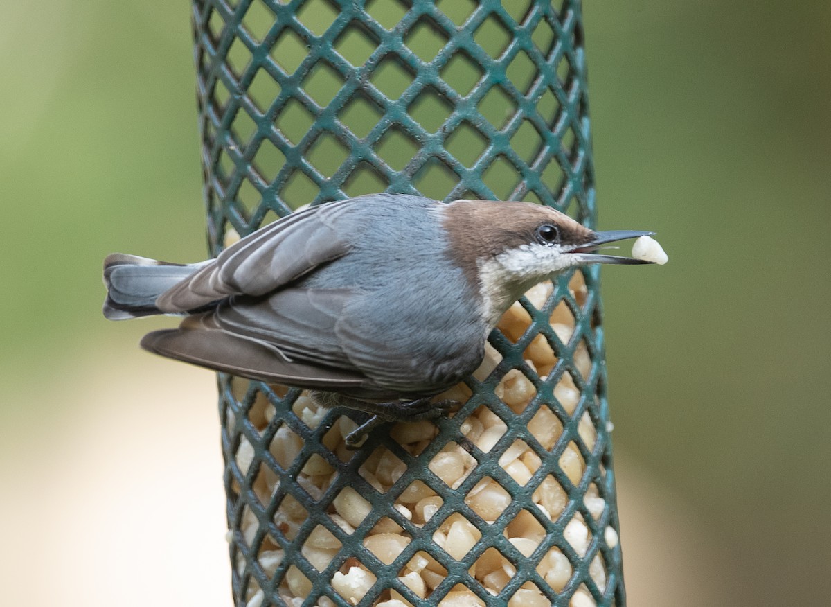 Brown-headed Nuthatch - ML374691131