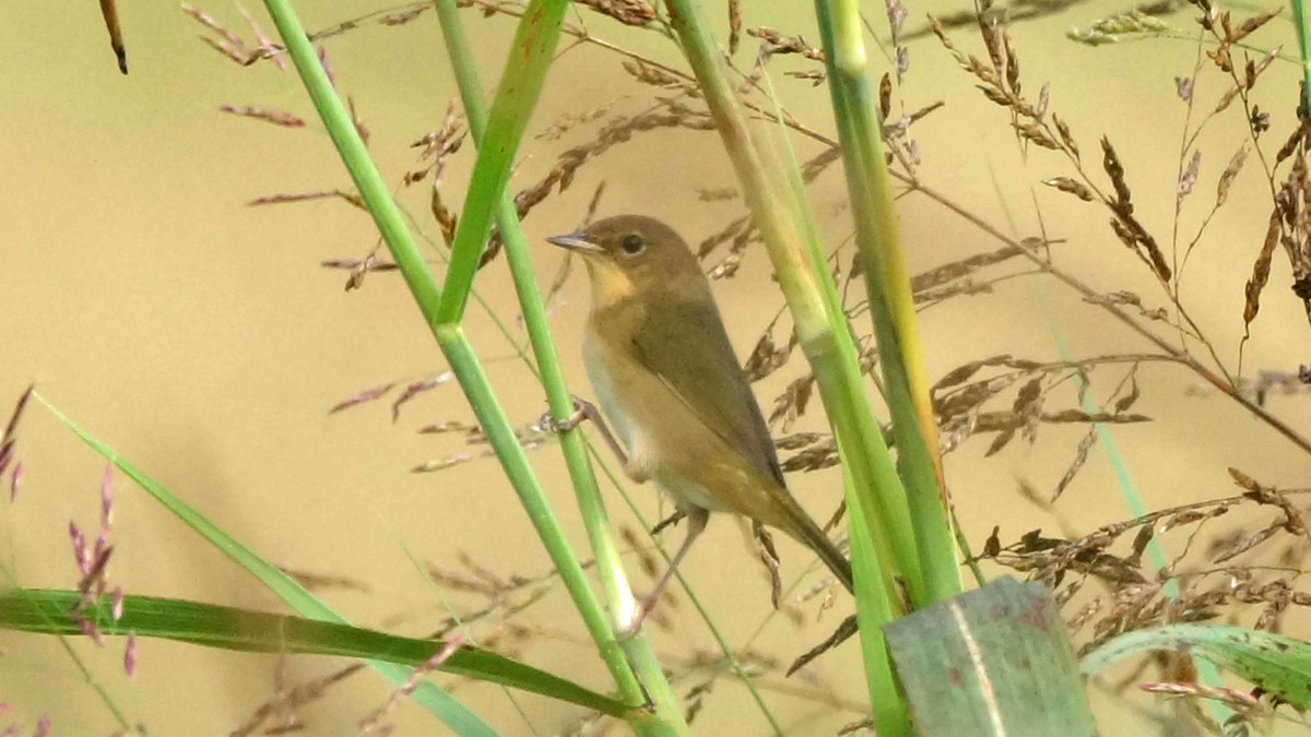 Common Yellowthroat - ML374691531