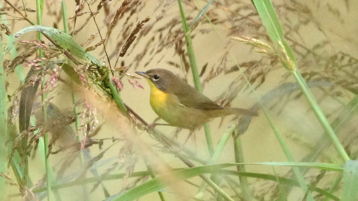 Common Yellowthroat - ML374691561