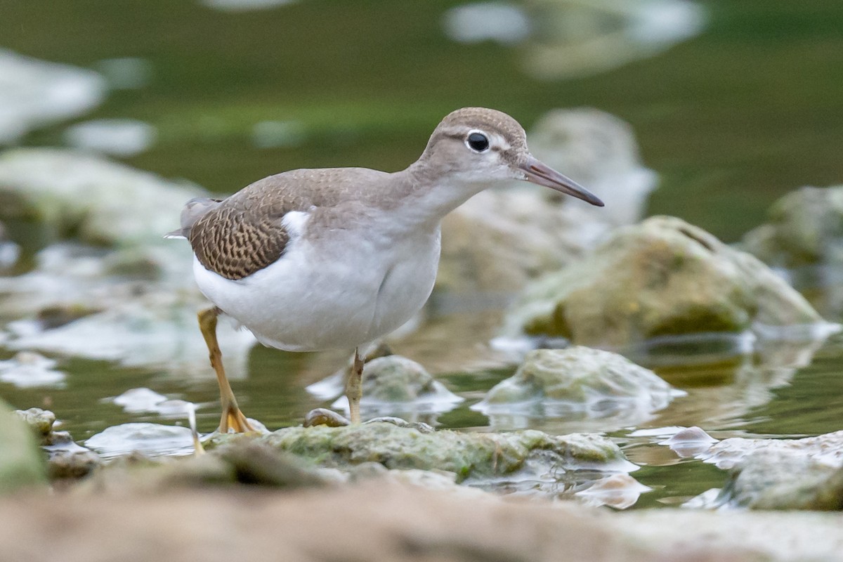 Spotted Sandpiper - ML374692581