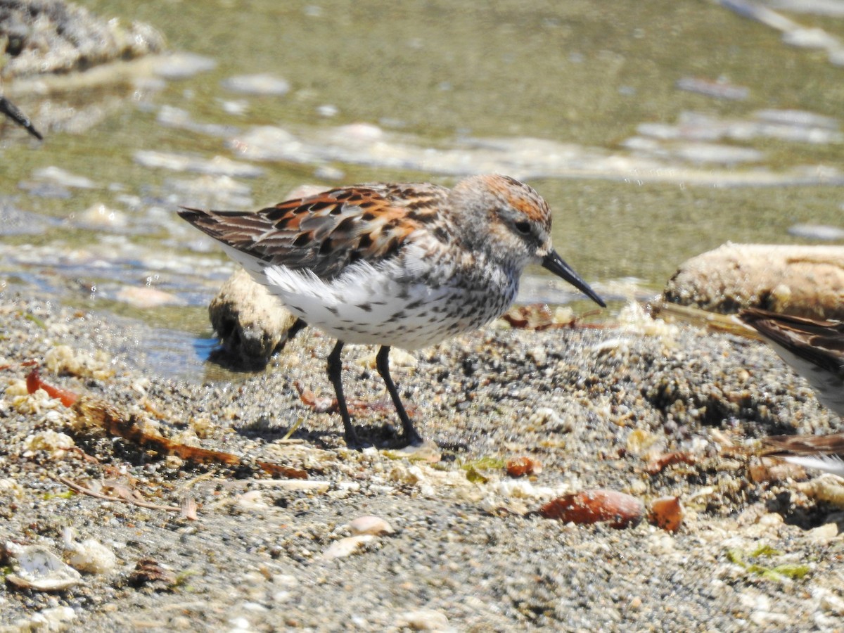 Western Sandpiper - Sandra Blair