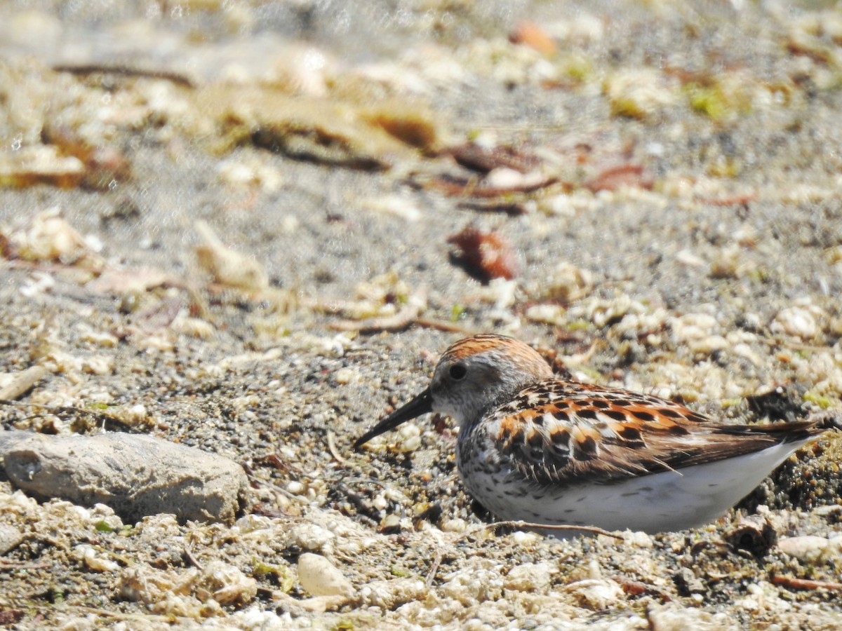 Western Sandpiper - ML374692931