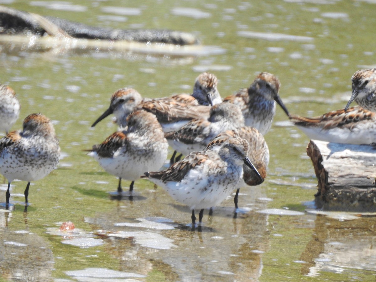 Western Sandpiper - ML374692961