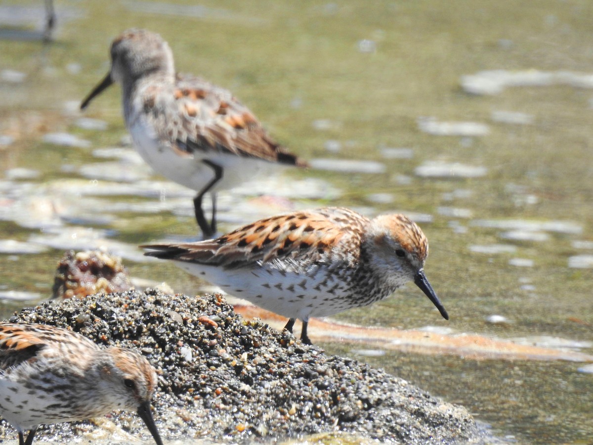 Western Sandpiper - ML374693051