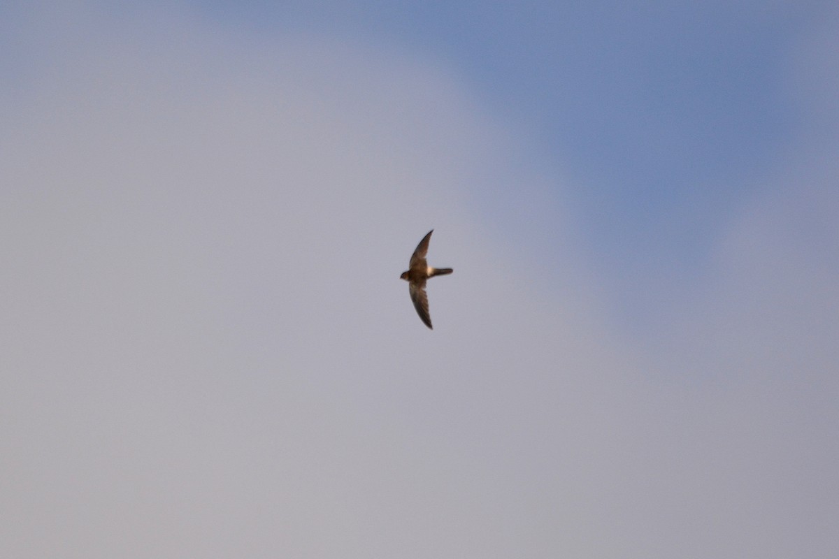 Australian Swiftlet - ML37469511